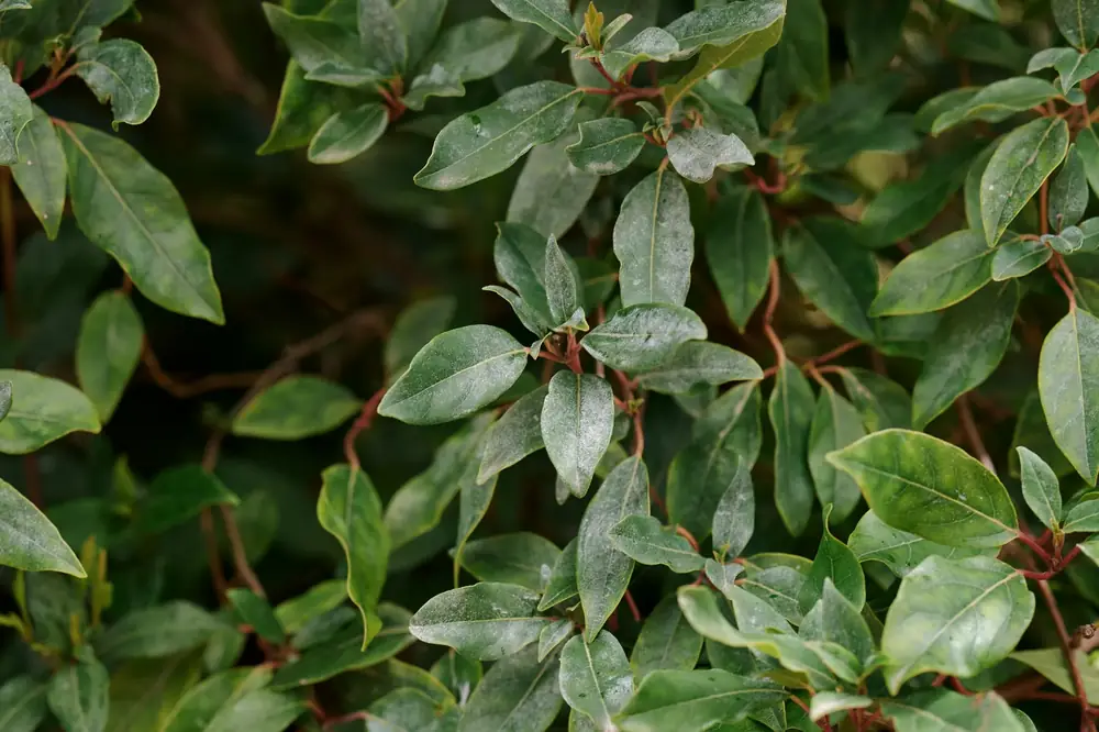 The clipped hedge in close detail